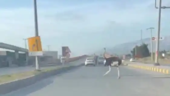 Trafikte Deve Kuşu Görüntüsü: Sürücüler Şaşkına Döndü!