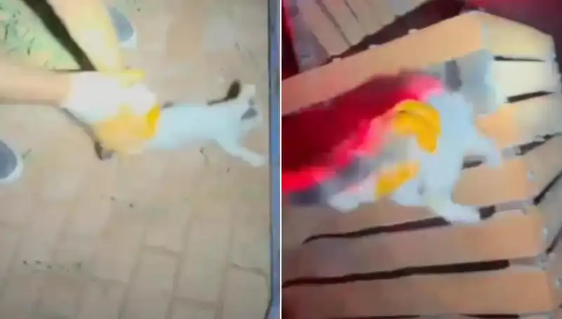 Gece Yarısı İtfaiye Ekibi, Kedi Kurtarma Operasyonu ile Hayat Kurtardı