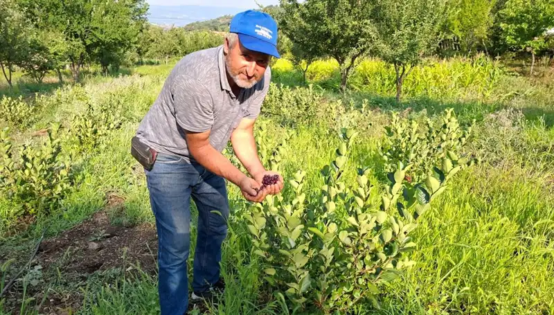 3 Yıl Önce Ekim Yapılan Bitki Bu Yıl İlk Meyvelerini Verdi