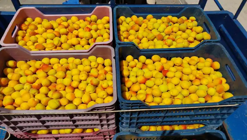 Yeni Tarım Dönemi Başladı: İlk Hasat 500 TL’den Satıldı!