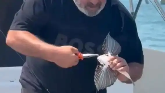 Saros Koyu'nda Nadir Görülen Kırlangıç Balığı Oltaya Takıldı!