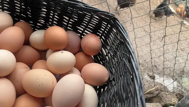 Okul Beslenmesinde Devrim: Dünyanın En Ucuz Proteiniyle Tanışın