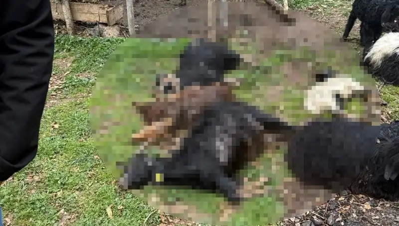 Sahipsiz Köpekler, 18 Keçiyi Telef Ederek Köyde Panik Yarattı