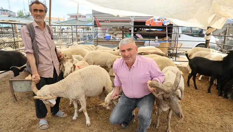Kurban Pazarında Fırtına Gibi Esti: 4 Boynuzlu Koçlar Göz Dolduruyor